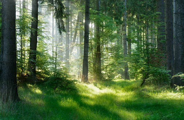 Las i czyste powietrze 
